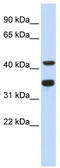 DNA Polymerase Delta 2, Accessory Subunit antibody, TA346748, Origene, Western Blot image 