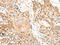Car2 antibody, CSB-PA257327, Cusabio, Immunohistochemistry frozen image 