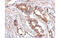 Luteinizing hormone receptor antibody, MBS835367, MyBioSource, Immunohistochemistry paraffin image 