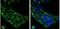 Complement C9 antibody, NBP2-15952, Novus Biologicals, Immunofluorescence image 