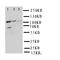 Protein Phosphatase 1 Regulatory Subunit 12A antibody, LS-C312833, Lifespan Biosciences, Western Blot image 