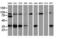 Replication Termination Factor 2 antibody, LS-C340588, Lifespan Biosciences, Western Blot image 