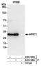 Hypoxanthine-guanine phosphoribosyltransferase antibody, A305-306A, Bethyl Labs, Immunoprecipitation image 