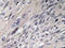 IRP1 antibody, AP20312PU-N, Origene, Immunohistochemistry paraffin image 