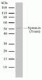 Syntaxin PEP12 antibody, 700689, Invitrogen Antibodies, Western Blot image 
