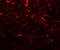 Phosducin-like protein 3 antibody, 7889, ProSci, Immunofluorescence image 