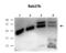C25KG antibody, NBP1-79631, Novus Biologicals, Western Blot image 
