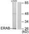 Type II HADH antibody, TA326227, Origene, Western Blot image 