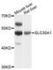 Solute Carrier Family 30 Member 1 antibody, LS-C747631, Lifespan Biosciences, Western Blot image 