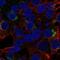 MAM And LDL Receptor Class A Domain Containing 1 antibody, NBP2-58683, Novus Biologicals, Immunofluorescence image 