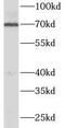 Nuclear Respiratory Factor 1 antibody, FNab05854, FineTest, Western Blot image 