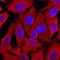 PRDX4 antibody, MAB5460, R&D Systems, Immunofluorescence image 