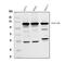 Eukaryotic Translation Initiation Factor 3 Subunit B antibody, PA2030, Boster Biological Technology, Western Blot image 