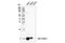 C-X-C Motif Chemokine Ligand 1 antibody, 24376S, Cell Signaling Technology, Western Blot image 