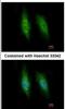 Kinesin Family Member C3 antibody, NBP2-17058, Novus Biologicals, Immunofluorescence image 
