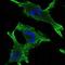 Zona Pellucida Glycoprotein 1 antibody, orb319052, Biorbyt, Immunofluorescence image 