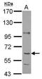 Prolyl 4-hydroxylase subunit alpha-1 antibody, GTX118673, GeneTex, Western Blot image 