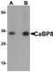 Calneuron 1 antibody, PA5-21002, Invitrogen Antibodies, Western Blot image 