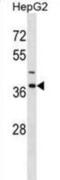 Immunoglobulin Binding Protein 1 antibody, abx028675, Abbexa, Western Blot image 