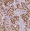 Pnr antibody, FNab05842, FineTest, Immunohistochemistry frozen image 