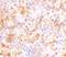Neudesin antibody, NBP1-77331, Novus Biologicals, Immunohistochemistry frozen image 