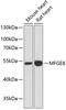 Milk Fat Globule-EGF Factor 8 Protein antibody, 14-363, ProSci, Western Blot image 