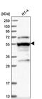 Leucine-rich repeat flightless-interacting protein 2 antibody, HPA042023, Atlas Antibodies, Western Blot image 