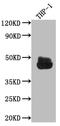 Fc Fragment Of IgG Receptor IIa antibody, CSB-RA163349A0HU, Cusabio, Western Blot image 