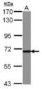 Sentrin-specific protease 2 antibody, NBP1-31217, Novus Biologicals, Western Blot image 