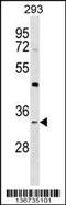 Syntaxin 2 antibody, 58-860, ProSci, Western Blot image 