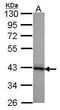 HSJ1 antibody, PA5-21572, Invitrogen Antibodies, Western Blot image 
