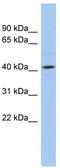 Angiopoietin Like 5 antibody, TA333434, Origene, Western Blot image 