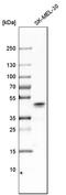 Glutaminyl-Peptide Cyclotransferase antibody, HPA008406, Atlas Antibodies, Western Blot image 