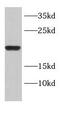 DnaJ homolog subfamily C member 15 antibody, FNab02460, FineTest, Western Blot image 