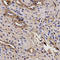Butyrylcholinesterase antibody, A00258-1, Boster Biological Technology, Immunohistochemistry frozen image 