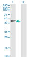 Proliferation-Associated 2G4 antibody, LS-C197833, Lifespan Biosciences, Western Blot image 