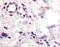 C-C Motif Chemokine Receptor 10 antibody, MBS396095, MyBioSource, Immunohistochemistry frozen image 