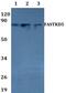 FAST Kinase Domains 5 antibody, PA5-75787, Invitrogen Antibodies, Western Blot image 
