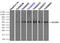 Solute Carrier Family 2 Member 5 antibody, TA500556, Origene, Immunoprecipitation image 