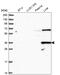 D-amino-acid oxidase antibody, HPA038654, Atlas Antibodies, Western Blot image 