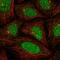 Kelch Like Family Member 35 antibody, HPA039864, Atlas Antibodies, Immunofluorescence image 