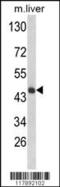 4-Hydroxyphenylpyruvate Dioxygenase antibody, 63-536, ProSci, Western Blot image 