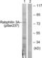 Rabphilin 3A antibody, LS-C199511, Lifespan Biosciences, Western Blot image 