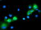 Mitogen-Activated Protein Kinase 7 antibody, TA502150, Origene, Immunofluorescence image 