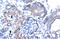 T-Box 19 antibody, ARP32363_T100, Aviva Systems Biology, Immunohistochemistry frozen image 