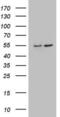 Angiopoietin Like 1 antibody, LS-C339915, Lifespan Biosciences, Western Blot image 