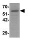 2-Oxoglutarate And Iron Dependent Oxygenase Domain Containing 1 antibody, GTX31426, GeneTex, Western Blot image 