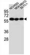 Cholinergic Receptor Nicotinic Alpha 10 Subunit antibody, AP50907PU-N, Origene, Western Blot image 