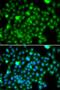 HemK methyltransferase family member 2 antibody, LS-C346278, Lifespan Biosciences, Immunofluorescence image 