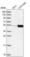 PDZ And LIM Domain 7 antibody, PA5-65530, Invitrogen Antibodies, Western Blot image 